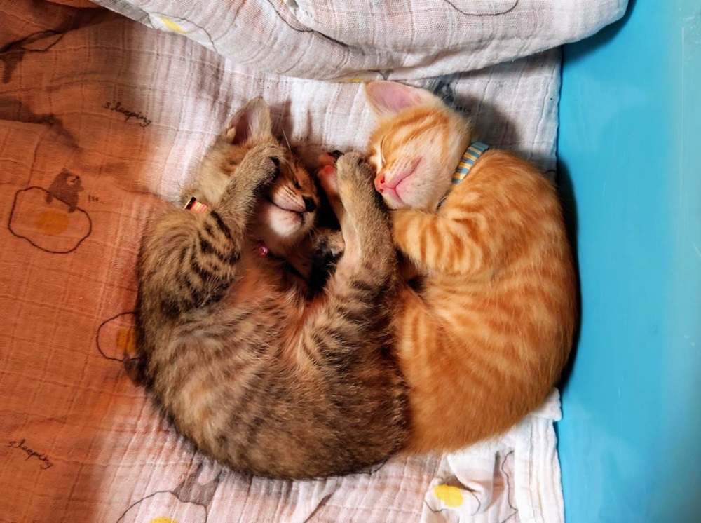 猫2匹